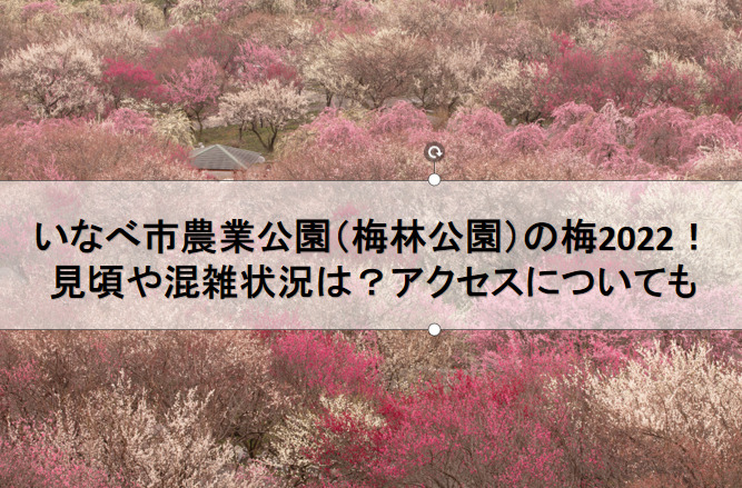 いなべ市農業公園 梅林公園 の梅まつり22 見頃や混雑状況は アクセスについても Mitsuゆる日記