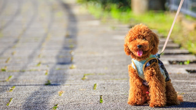トヨタ シエンタのcmに出ている犬の犬種は何 愛くるしい顔が印象的 Mitsuゆる日記